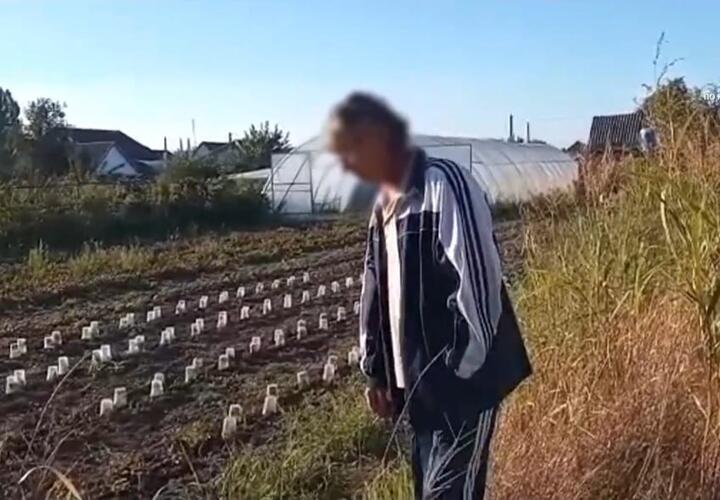В Краснодарском крае мужчина засадил свой огород коноплей