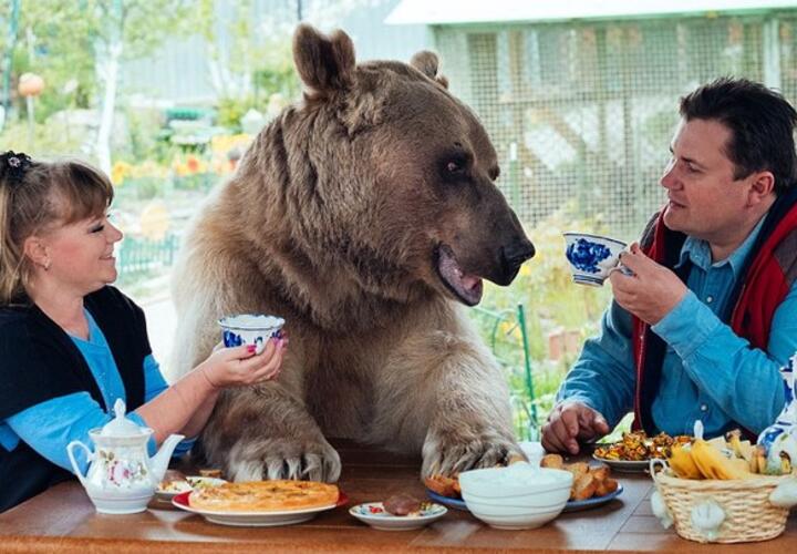 В Сочи медведь пришел в ресторан и напугал поваров