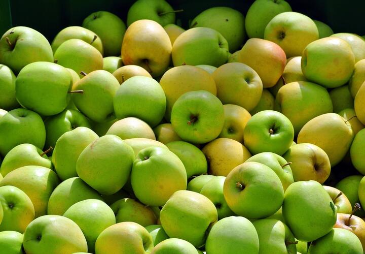 Садоводы Кубани просят отменить льготы на импорт яблок и слив