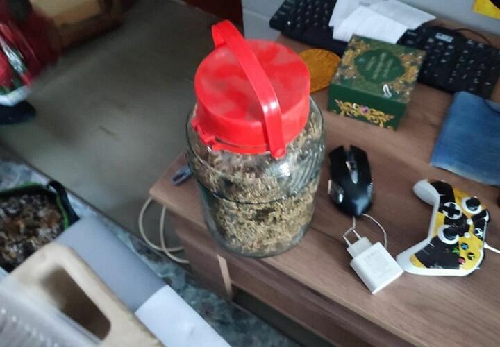 В Новороссийске наркофермер выращивал дома 11 кустов конопли