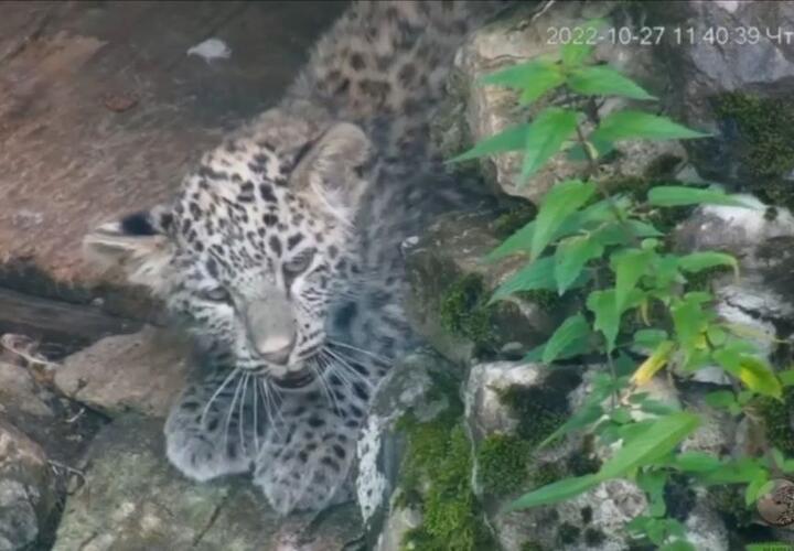 В сети появились новые кадры сочинских малышей-леопардов
