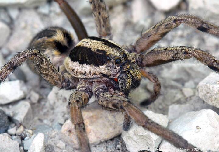  В Сочи  обнаружили паука-волка с детьми на спине