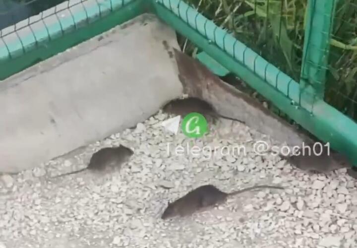 Жители Сочи пожаловались на полчища крыс в парке