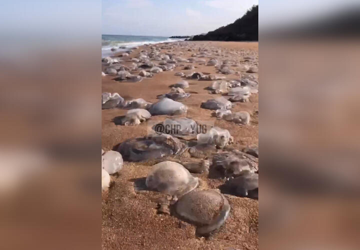 На берег Азовского моря под Темрюком выбросились сотни медуз