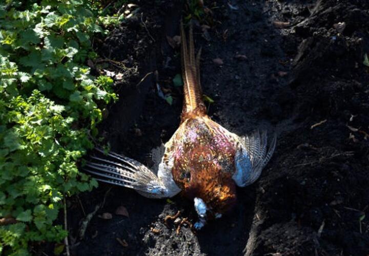 На Кубани массово гибнут зайцы и фазаны