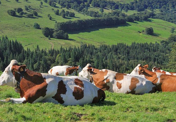 На Кубани жителям Тбилисского района отказали в земле для выпаса скота