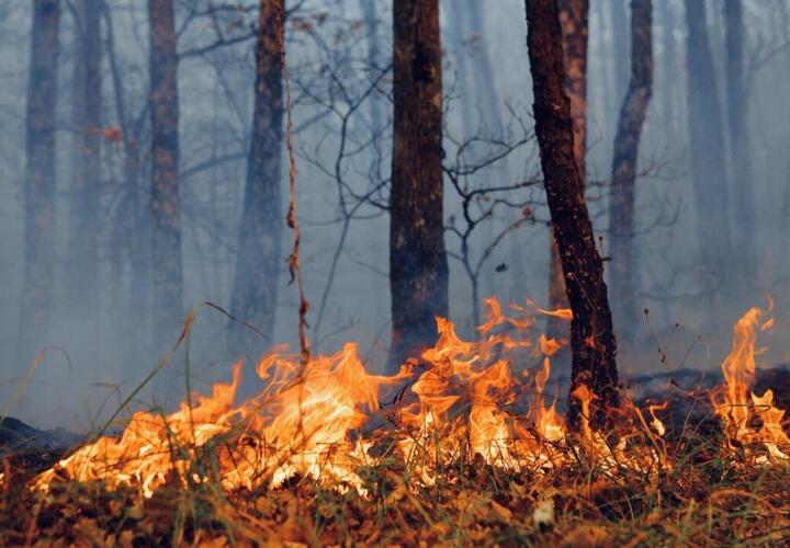 Под Туапсе огнем охвачено 4 гектара леса 
