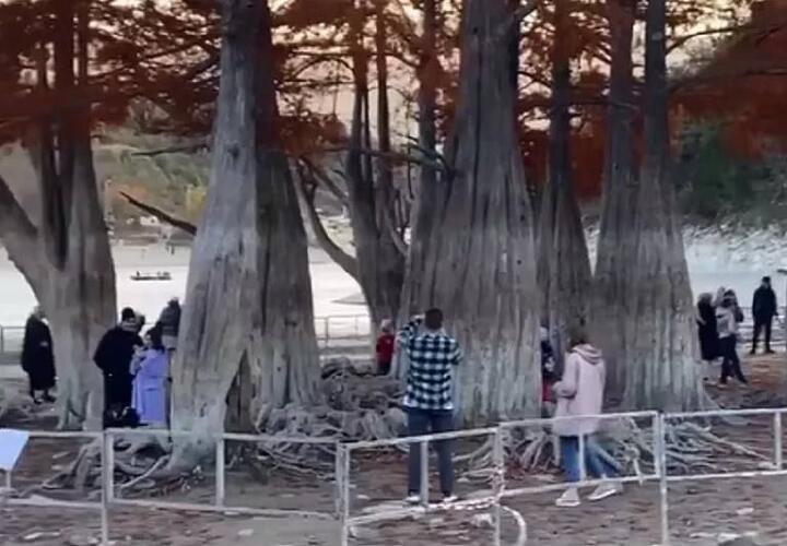 В Анапе туристы вытаптывают оголенные корни знаменитых кипарисов