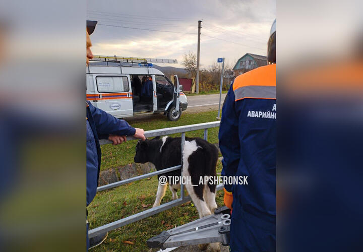 В Апшеронске спасали застрявшего в заборе бычка
