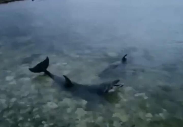 В Черном море спасают дрессированных дельфинов