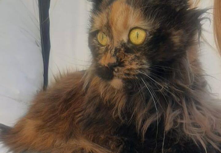 В Ейске в подъезде дома, на который упал самолет, спасатели нашли кошку
