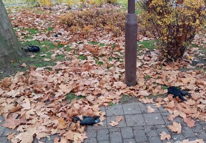Ветеринары назвали причину массовой гибели ворон в Краснодаре