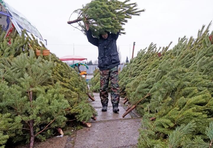 Эксперты рассказали, где и когда на Кубани лучше купить елку