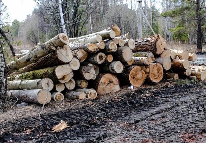 В Адыгее директор госучреждения причинил ущерб лесу в 33 млн рублей