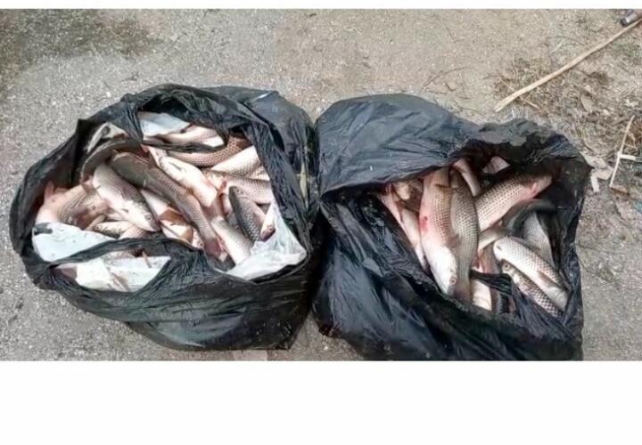Житель Кубани багром ловил рыбу особо ценных пород