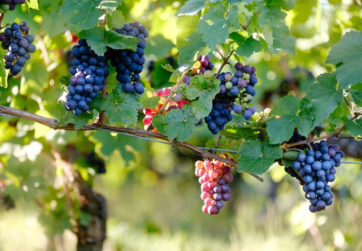 Житель Кубани срезал с лозы и украл полторы тонны винограда