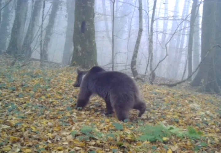 На фотоловушку в нацпарке Сочи попал момент, как бежит медведь