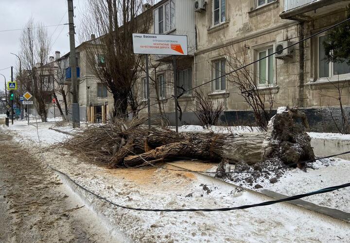 Ураганный ветер повредил 18 зданий и повалил 55 деревьев на побережье Черного моря