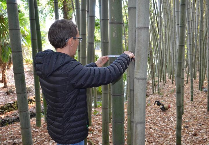 В дендрарии Сочи после цветения погибает бамбук