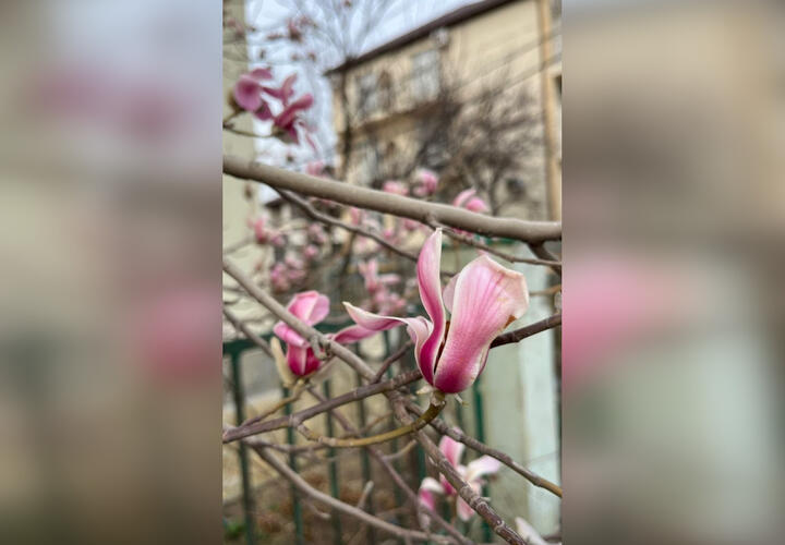 В Краснодарском крае начался сезон цветения магнолии