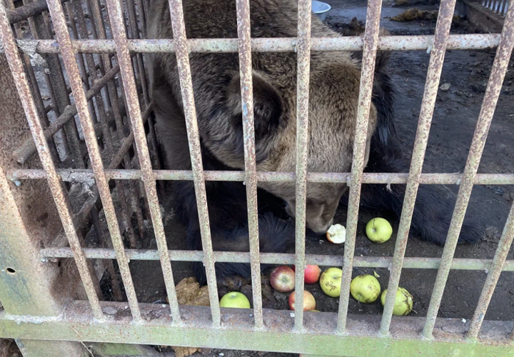В сафари-парке Сочи с замученными животными остался только цирковой медведь