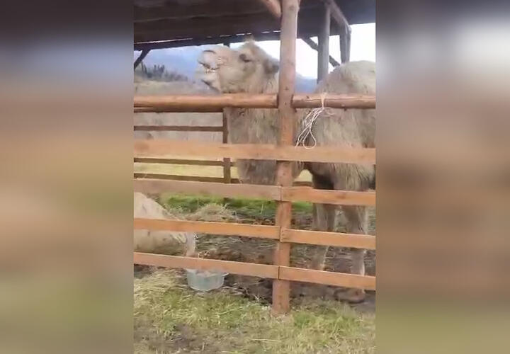 В Сочи нашли верблюда, сбежавшего из заброшенного сафари-парка