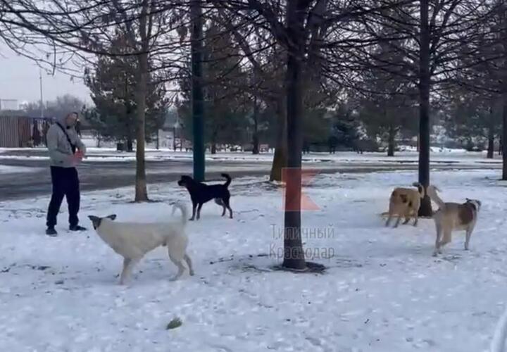 Жителей Юбилейного в Краснодаре пугает стая агрессивных собак