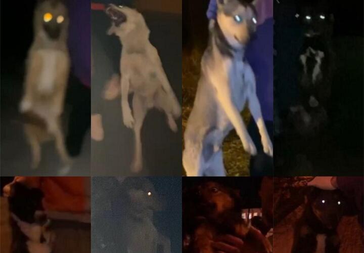 Активисты КПРФ рассказали о нарушениях при отлове собак в Краснодаре