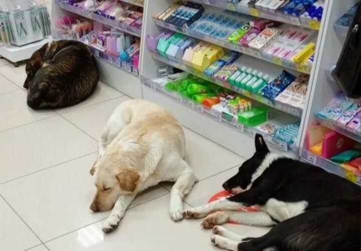 В Геленджике в магазине отдыхают собаки