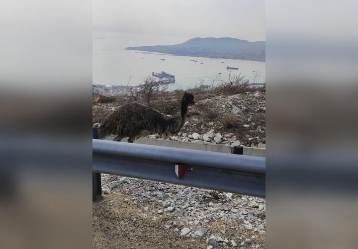 В горах Новороссийска спасатели поймали потерявшегося страуса