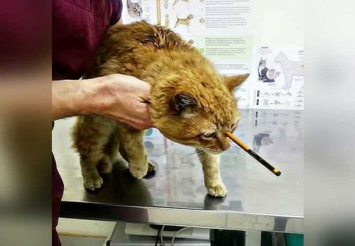 В Туапсе живодер вонзил стрелу коту между глаз
