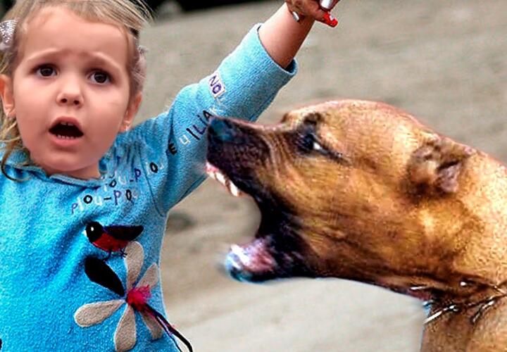 На Кубани бездомная собака покусала лицо 6-летней девочки
