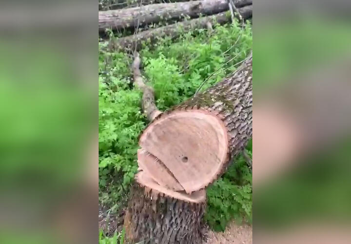 На Западном Обходе Краснодара планируют уничтожить почти 4 тысячи деревьев