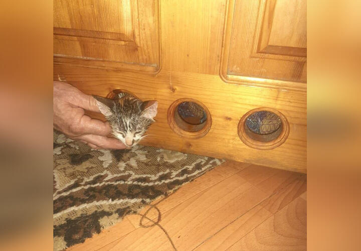 В Новороссийске спасали застрявшего в двери котенка