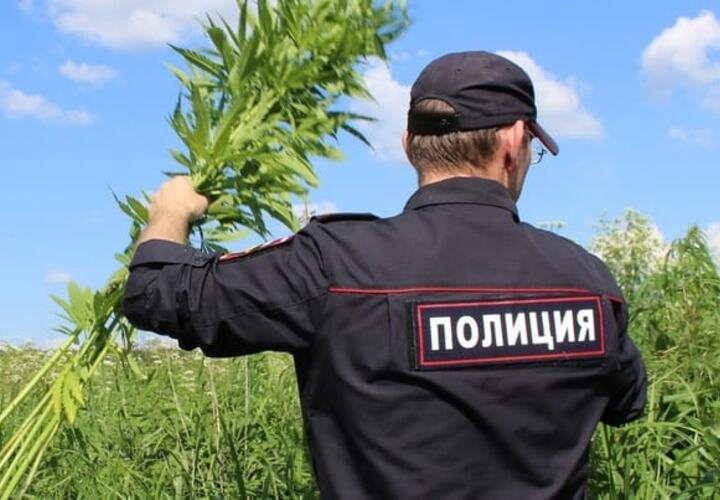 Более 286 тысяч кустов конопли выявили полицейские и казаки на Кубани