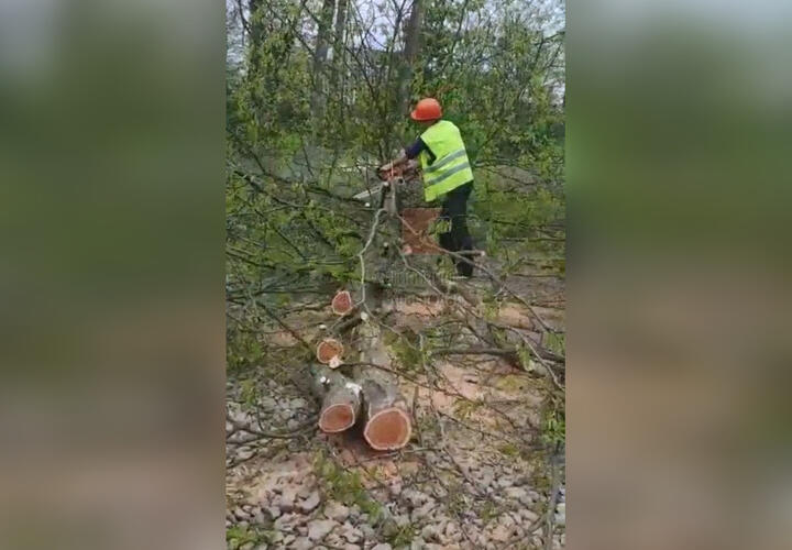 Факт вырубки почти 4 тысяч деревьев в Краснодаре проверит прокуратура 
