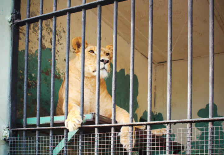 На Кубани снесут базу отдыха, где на ребенка набросился лев