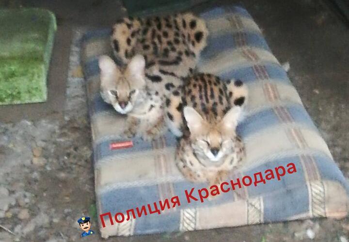 Полиция Краснодара нашла хозяйку запертых в гараже диких кошек сервалов