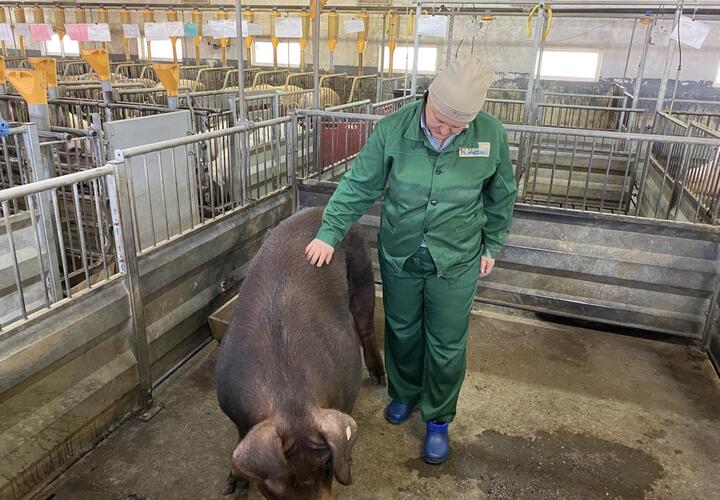 В «Прогресс Агро» свиноводческий бизнес успешно адаптируют к новым реалиям рынка
