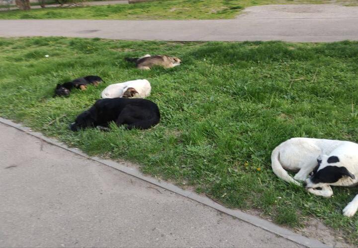 В Юбилейном микрорайоне Краснодара стая собак напала на прохожего