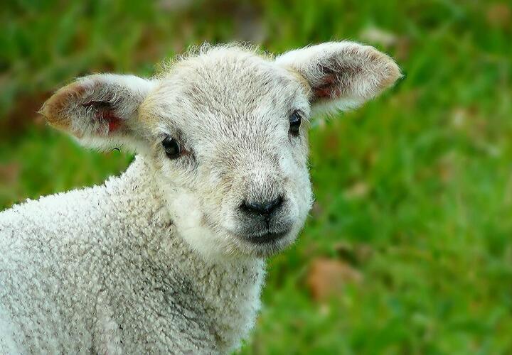 На Кубани пастуха будут судить за кражу овец