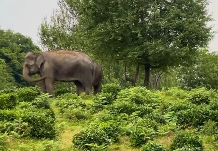 Почти Индия: в Сочи по чайной плантации разгуливают слоны