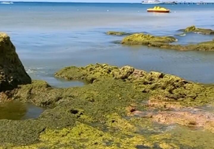Уже зацвело: море в Анапе покрылось зелено-бурой камкой