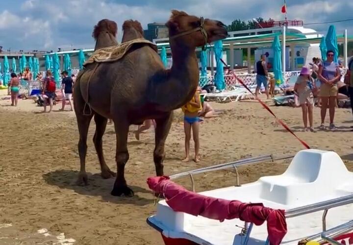В Анапе проверят владельца верблюда, с которым фотографируются на пляже