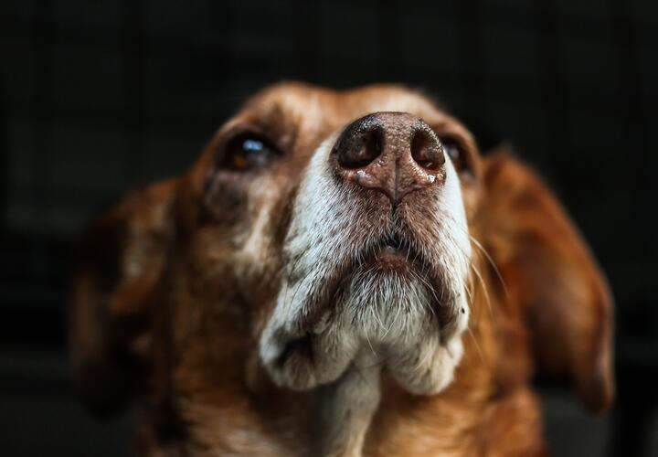 В Геленджике объявили локальный карантин из-за больных собак