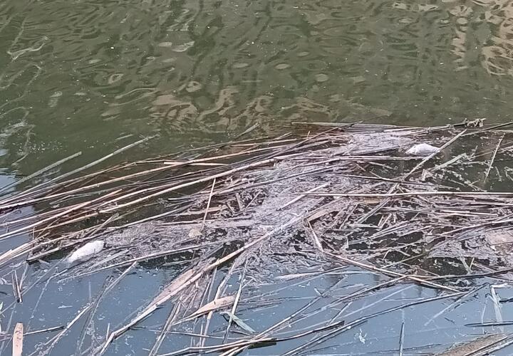 В Карасунских озерах Краснодара массово погибла рыба