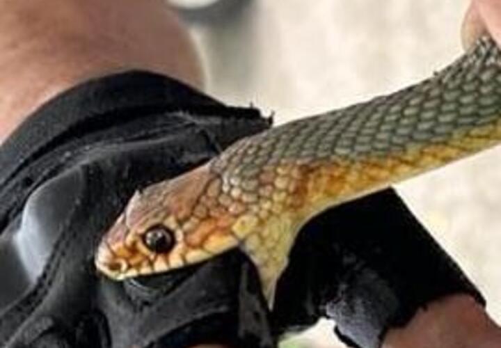 В Новороссийске двухметровая змея не пускала людей в дом