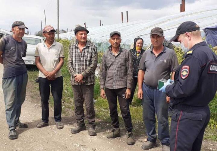 В Темрюкском районе овощи в теплицах выращивали иностранцы-нелегалы