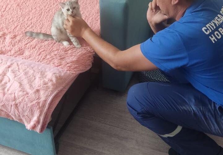 В Новороссийске серьезная операция развернулась по спасению котика