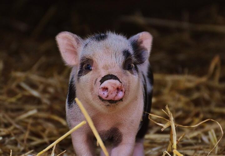 Африканская чума свиней найдена в четвертом районе Краснодарского края